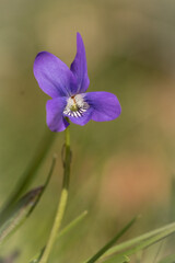 Portrait of a dog violet flower (Viola riviniana)