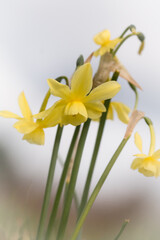 Group of daffodil flowers (Narcissus sp)