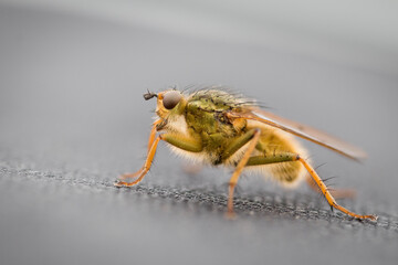 Yellow dung fly (Scathophaga stercoraria) on fabric