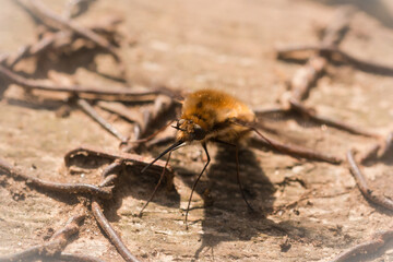 Dark edged bee fly (Bombylius major) laying eggs on a path