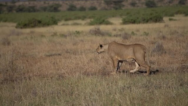 A lioness is in a hurry in a hunting exercise.