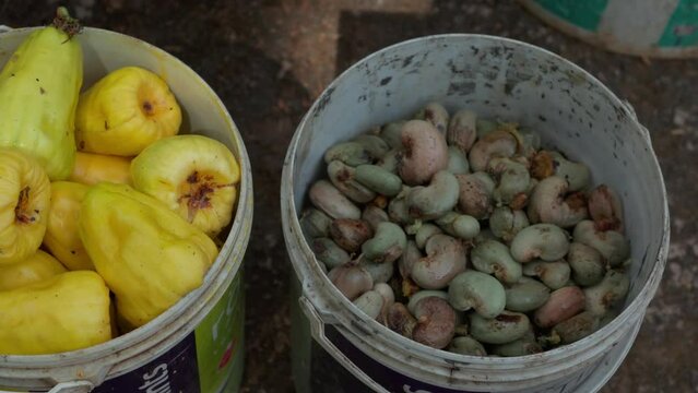 Cashew nut harvesting. Closeup of cashew seeds and cashew apples in two separate buckets. 