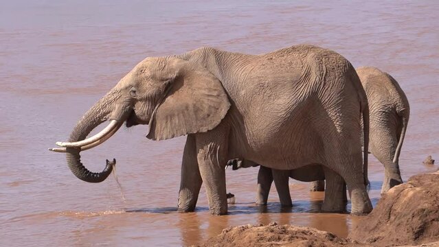 An elephant drinking water from a river close up