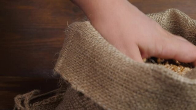 Farmer male hand take and check wheat grain at grainery. Unrecognizable person. organic farmland. Ripe crop in bag on brown wooden surface background. Quality assurance concept. Organic food culture