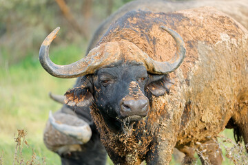Portrait of an African buffalo (Syncerus caffer) covered in mud, Mokala National Park, South Africa.