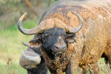 Photo sur Plexiglas Buffle Portrait of an African buffalo (Syncerus caffer) covered in mud, Mokala National Park, South Africa.