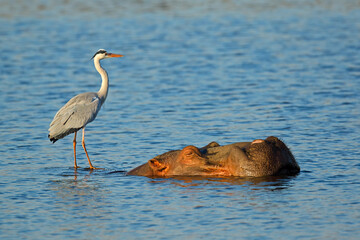 Grey heron (Ardea cinerea) standing on a submerged hippo, Kruger National Park, South Africa.