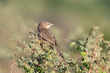 Common babbler or Argya caudata observed in Greater Rann of Kutch