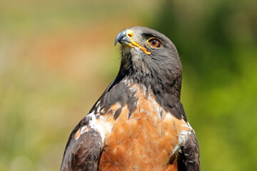 Portrait of an alert jackal buzzard (Buteo rufofuscus), South Africa.