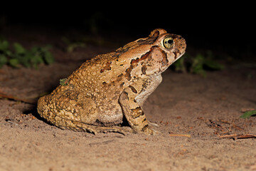 A nocturnal guttural toad (Amietophrynus gutturalis) foraging, South Africa.