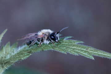 Ashy mining bee (Andrena cineraria) on a leaf