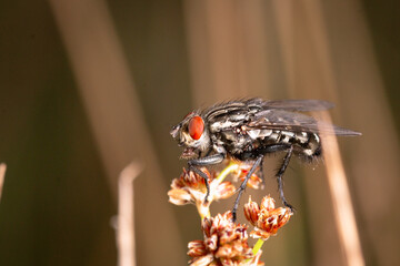 Stable fly (Stomoxys calcitrans)