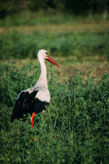 A stork stands in the field in alfalfa. - 585629142