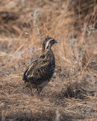 Common quail or Coturnix coturnix or European quail observed in Rann of Kutch