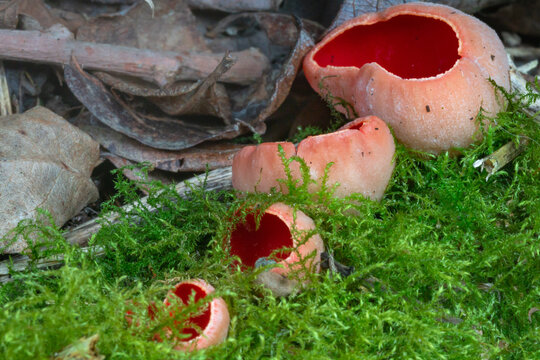 Four scarlet elf cups (Sarcoscypha coccinea) growing in moss