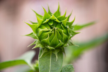 Green Sunflower buds in the garden with Blurry background