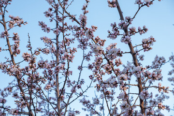 apricot flowers against the blue sky. Beautiful spring background