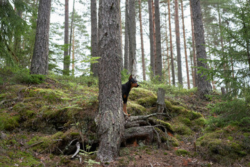 dog in a pine forest. German pinscher in nature. Walking with a pet, hiking in the woods 