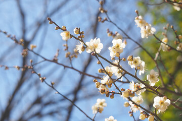 青空と咲き始めた梅の花