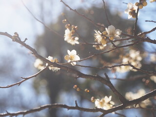 咲き始めた白梅の花