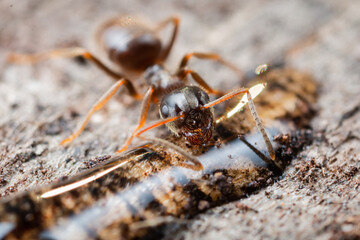 Wood ant (Formica sp) drinking