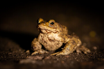 Toad (Bufo bufo) at night