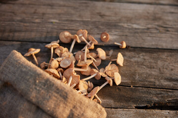 horizontal photo of mushrooms scattered on the table