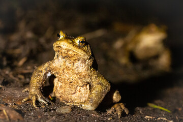 Male toads (Bufo bufo) migrating along a path at night