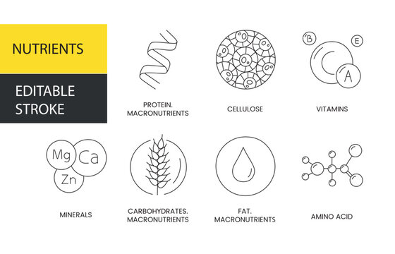 Nutrients vector line icon, illustration of protein and fiber, vitamins and minerals, carbohydrates and fats, amino acids and macronutrients. Editable stroke