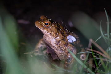 Common toad (Bufo bufo) in vegetation
