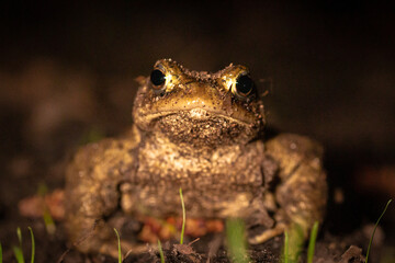 Common toad (Bufo bufo) at night
