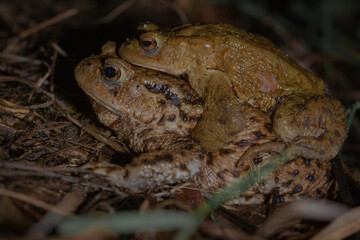 Pair of mating toads (Bufo bufo)