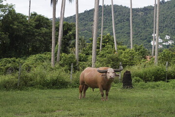 White buffalo in the field
