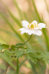 Portrait of a white anemone (Anemone nemorosa)
