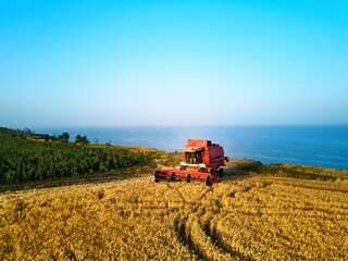 Obraz premium Aerial of red combine harvester working in wheat field near cliff with sea view on sunset. Harvesting machine cutting crop in farmland near ocean. Agriculture, harvesting season. Landscape scenic.