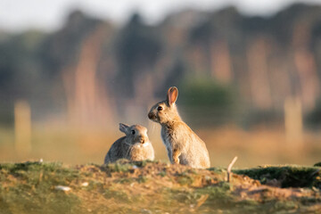 Young watchful rabbits (Oryctolagus cuniculus)