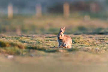 Young rabbit (Oryctolagus cuniculus)