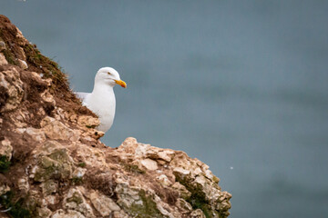 European herring gull (Larus argentatus) on the cliffs