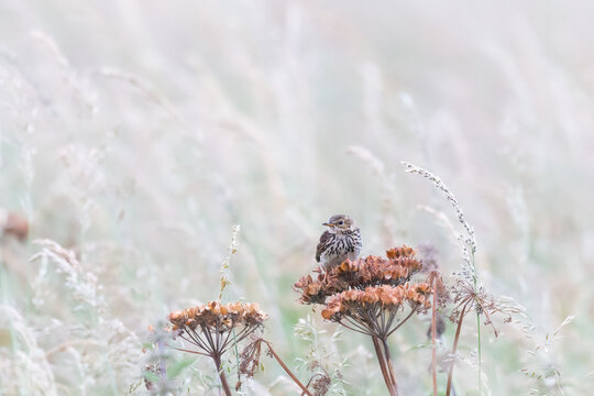 Meadow pipet (Anthus pratensis) on a seed head