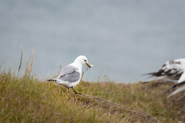 Kittiwake (Rissa tridactyla) collects grass for a nest