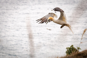 Gannet (Morus bassanus) coming in to land