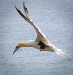 Gannet (Morus bassanus) flying past the sea