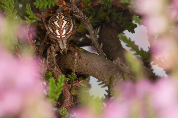 Bordered orb web spider (Neoscona adianta) in the heather