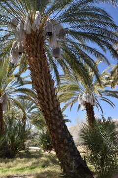 Plantation of date palms at a date farm date palm at China Ranch Date Farm, Tecopa, around the Mojave desert of California. Tall date trees and healthy, delicious fruit.