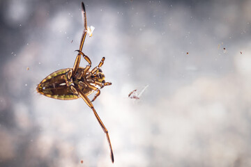 Close up of a common backswimmer (Notonecta glauca)
