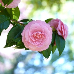 美しい春の花乙女椿