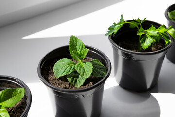 Mint, basil, parsley grown in pots on the windowsill in the apartment. Seedlings of spicy herbs and greenery on the sun's rays, organic nutrition.