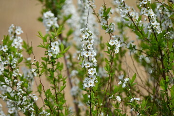 Thunbergii eadowsweet ( Spiraea thunbergii ) flowers. Rosaceae deciduous shrub. From March to May, small white flowers with 5 petals are put on the whole branch.