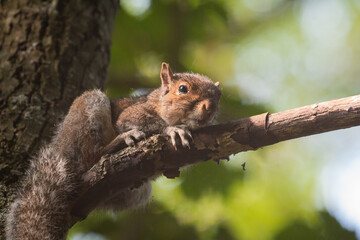 Grey squirrel (Scirius carolinensis) on a branch