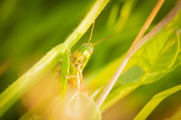Common green grasshopper (Omocestus viridulus) in grass